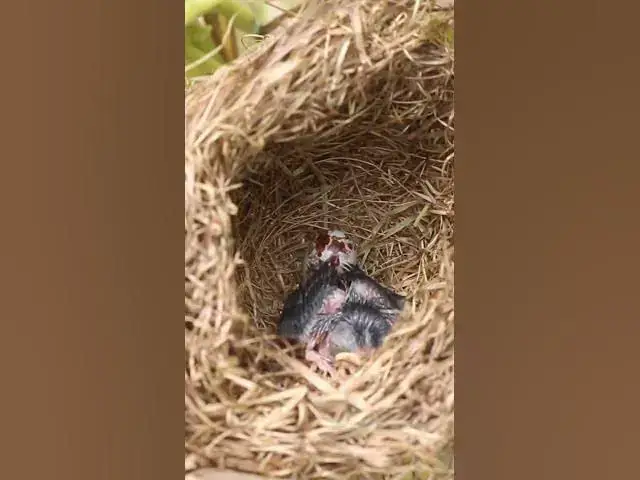 Video thumbnail for Top Baby Grown Sparrow In Nest EP#029 #nestegg #egglaying #satisfying #nestling #eggproduction