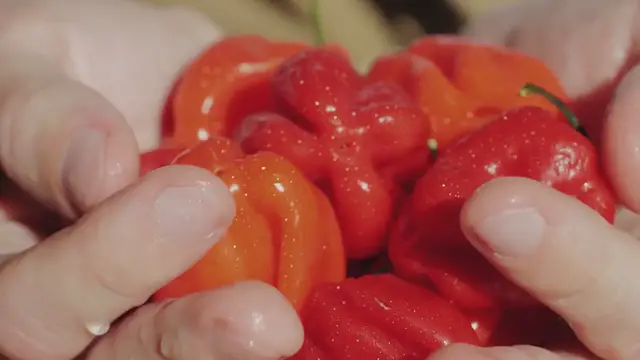 Video thumbnail for Bhutanese Ema Datshi Recipe