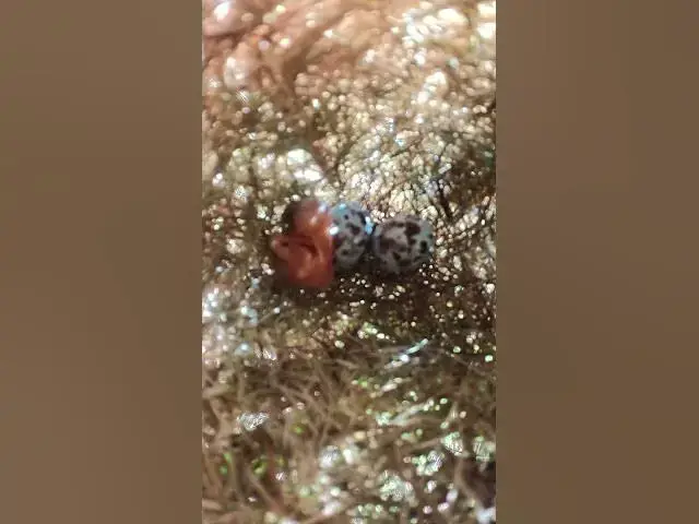 Video thumbnail for Egg & Baby Golden Bird in Nest EP#006 #nestegg #egglaying #satisfying #nestling #eggproduction