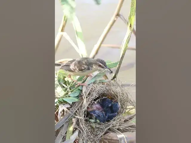 Video thumbnail for Babbler mother bird  #birds #birdnest