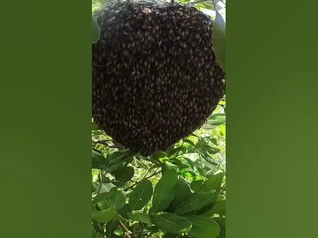 Video thumbnail for Amazing Forst of Bee  #bee