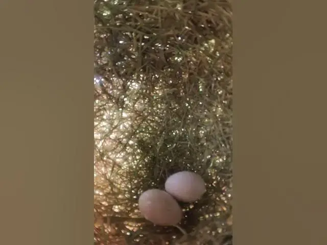 Video thumbnail for New Egg Golden Bird Sparrow  #Species #Eggshells #Feathered #Nests #Egg-laying #Hatching