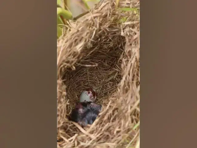 Video thumbnail for Sigle  bird Babies Wait feed eat EP#047 #nestegg #egglaying #satisfying #nestling  #birds #babybird