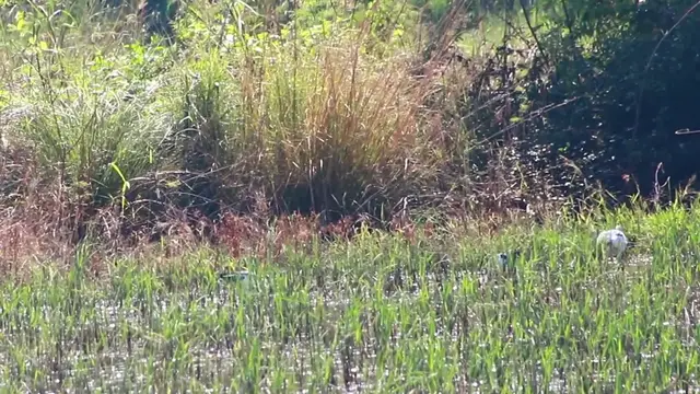 'Video thumbnail for Grey crowned wild bird catch food in field'