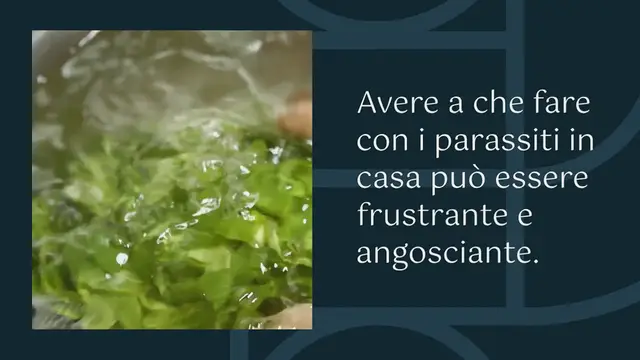 Video thumbnail for Come eliminare rapidamente cimici, scarafaggi e altri insetti dalla tua casa