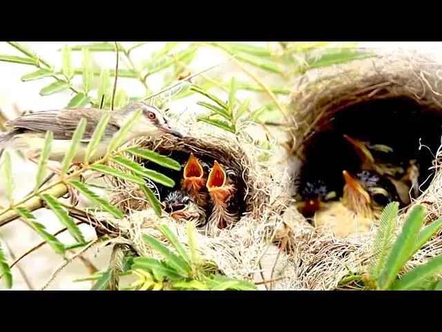 'Video thumbnail for Small nest bird under grass | Babie small wild bird hungry eat'