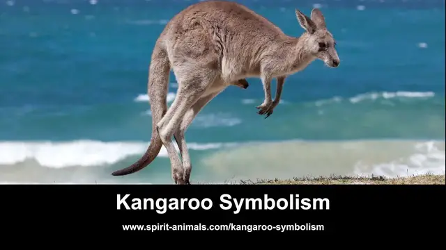 'Video thumbnail for Kangaroo Symbolism'
