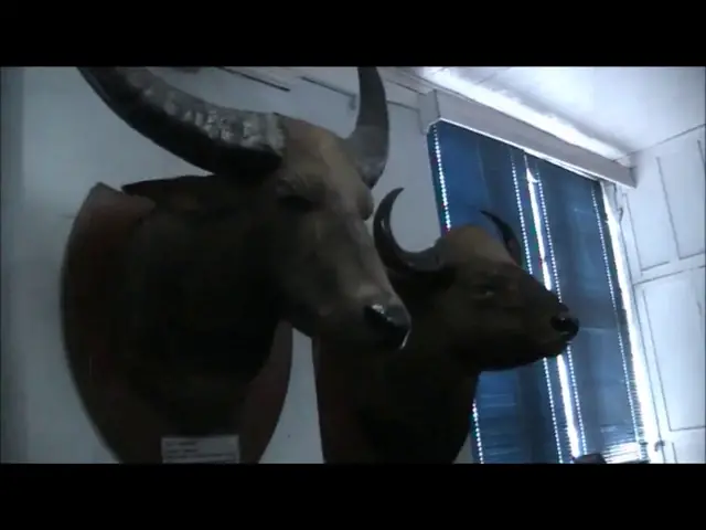 'Video thumbnail for Bengal Natural History Museum'