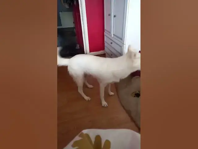 Video thumbnail for When Ghost is ready for a walk!!! #purewhitehusky #blueeyes