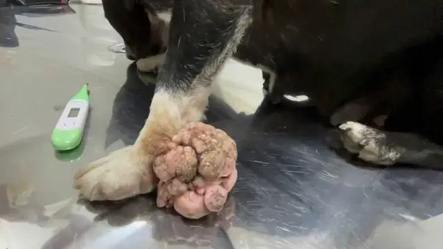 Video thumbnail for As 5 Cirurgias Mais Desafiadoras da Dra. Aiane: Histórias Impressionantes! 🏥✨