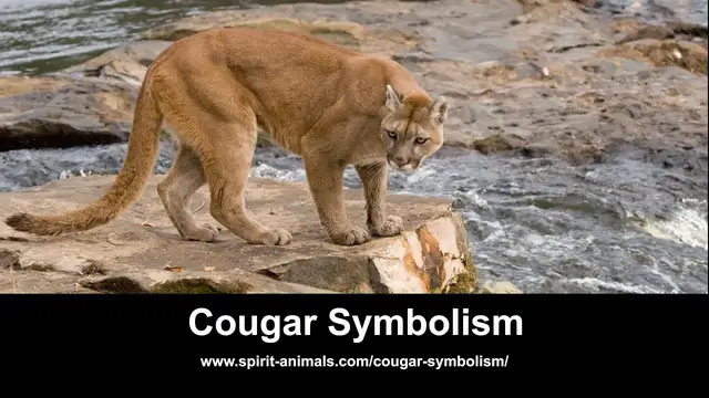 'Video thumbnail for Cougar Symbolism'
