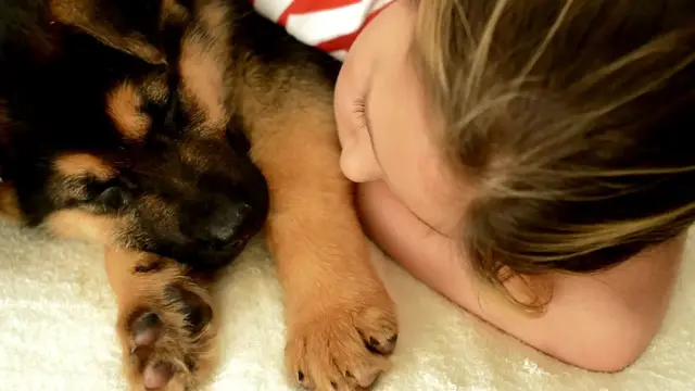 Video thumbnail for . What You Didn’t Know About German Shepherd Intelligence