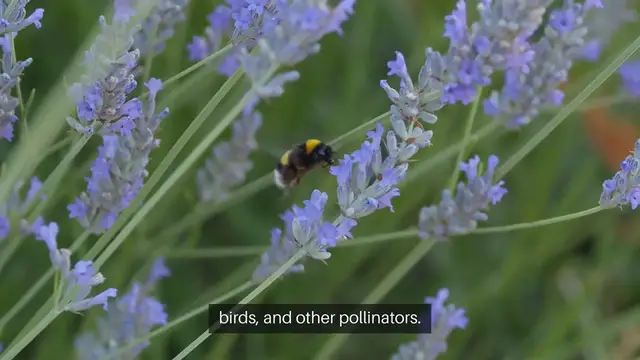 Video thumbnail for Pollinator Garden Plants List