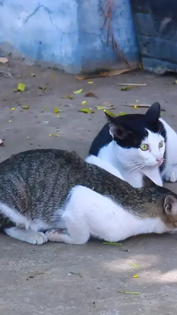 Video thumbnail for Wow Cats EP.002 #cat #shortcat #catchcatch #bitcat