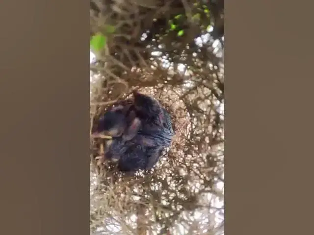 Video thumbnail for Top Bird & Nest