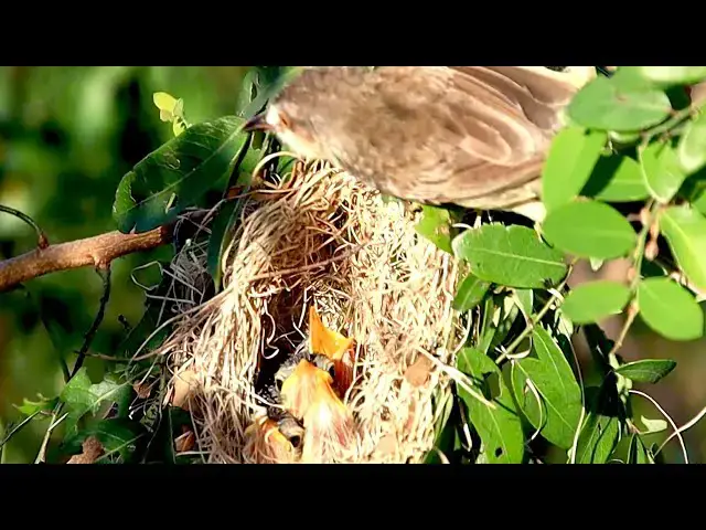 'Video thumbnail for At gass in field, Wild mother's bird feeding it food'