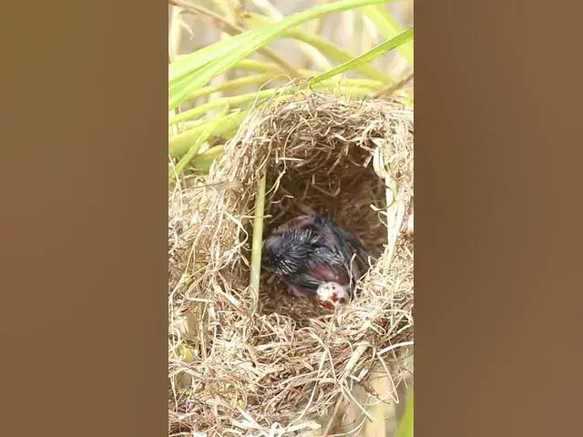 Video thumbnail for Babies Grown Bird Sparrow EP#052 #birds #avian #babyanimal #wildbirdlife #babybird #avianlife  #bird