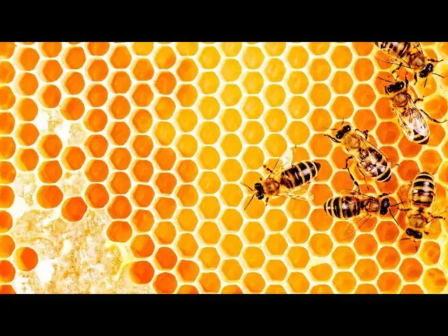 Video thumbnail for PČELAR POSTAVIO IKONU U KOŠNICU POGLEDAJTE ŠTO JE PRONAŠAO...