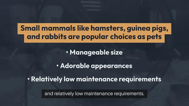 'Video thumbnail for Small Mammals Hamsters, Guinea Pigs, and Rabbits'