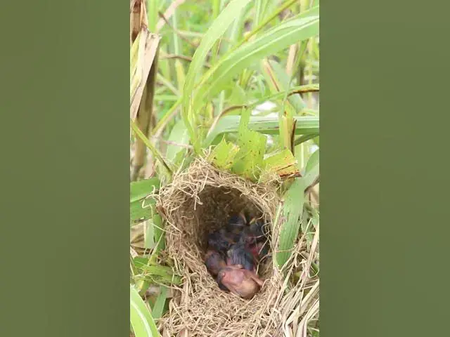 Video thumbnail for Big Babies Bird