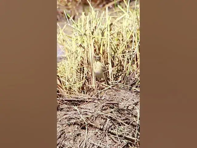 Video thumbnail for Sparrow Bird gray field #wildbird #birdwatching #birds #birdnest #birdnest #shortvideo