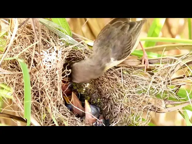 Video thumbnail for Feeding Frenzy: Baby Sparrows in 2025 Nest