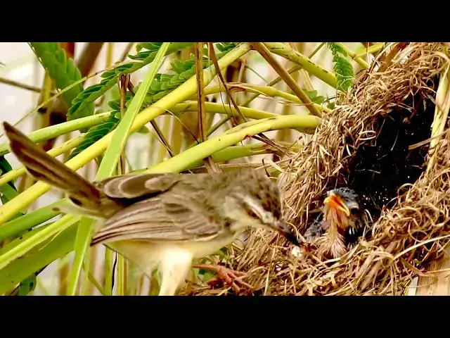 Video thumbnail for Nesting Season: Baby Birds Feed in 2025