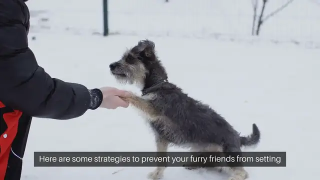 Video thumbnail for Ensuring Pets Dont Trigger Alarms: Home Security