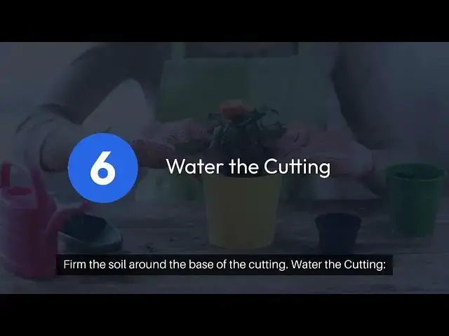 Video thumbnail for Turmeric Rose Propagation Guide