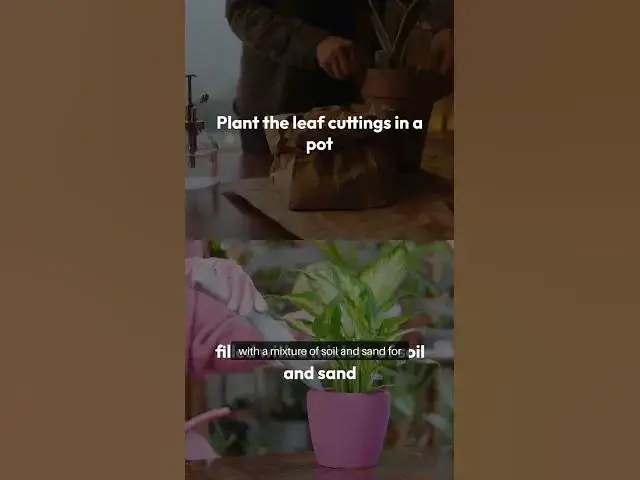 Video thumbnail for Mogra Jasmine Leaf Propagation Guide #beginnergardeners #gardening #greenthumb #redditstories