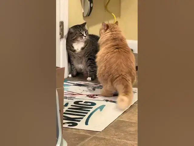 Video thumbnail for Plot twist nobody asked for #FelineFight #Funny