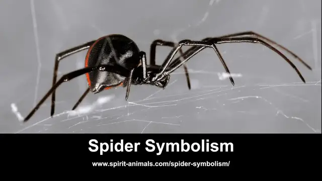 Video thumbnail for Spider Symbolism