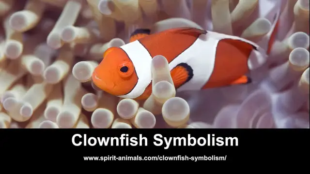 Video thumbnail for Clownfish Symbolism
