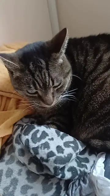 Video thumbnail for Cat