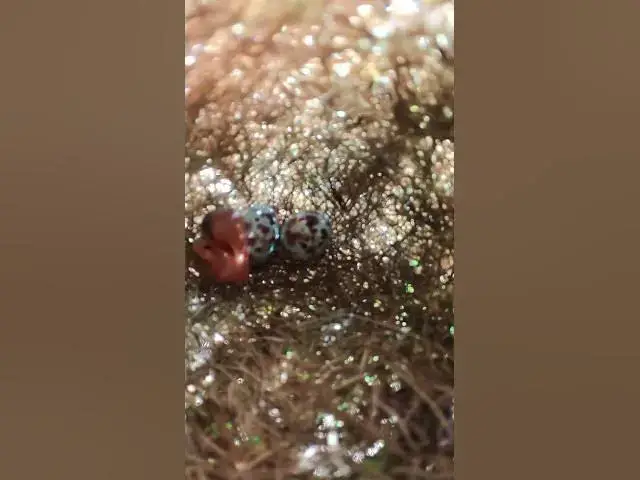 Video thumbnail for Baby Golden Bird Sparrow  #Species #Eggshells #Feathered #Nests #Egg-laying #Hatching  #egg