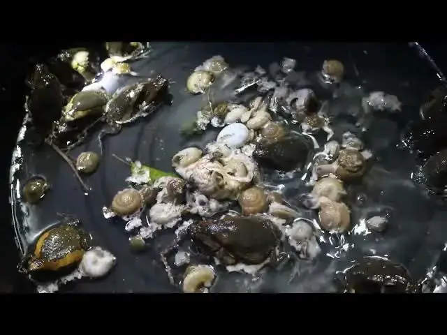 'Video thumbnail for After raining Frog cry eat at night'