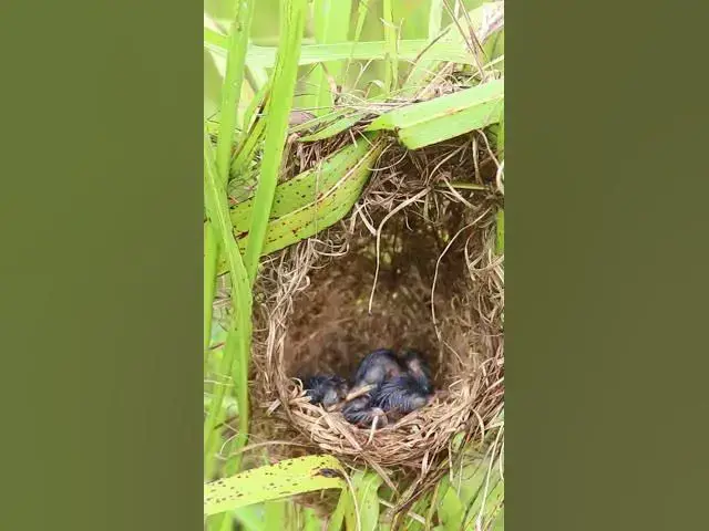 Video thumbnail for babies eye looks   #shortsviral #birdnest #birds