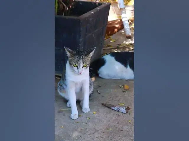 Video thumbnail for Cute Cats  #cat #shortcat #catchcatch #bitcat