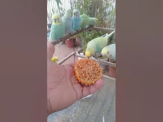 Video thumbnail for 🦜 “Som natural dos periquitos — veja o vídeo completo de 2h na bio 🕊️”
