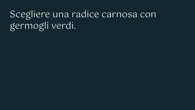Video thumbnail for Guida completa alla coltivazione di grandi quantità di zenzero in casa