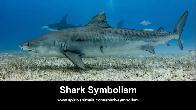 Video thumbnail for Shark Symbolism