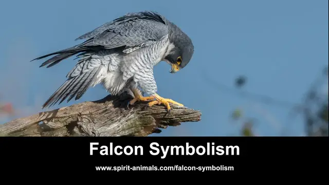 'Video thumbnail for Falcon Symbolism'