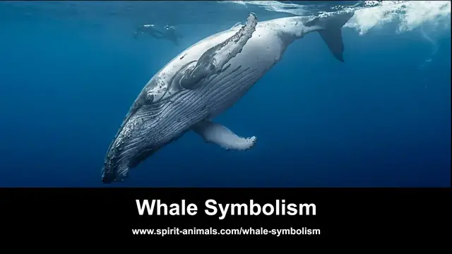 'Video thumbnail for Whale Symbolism'