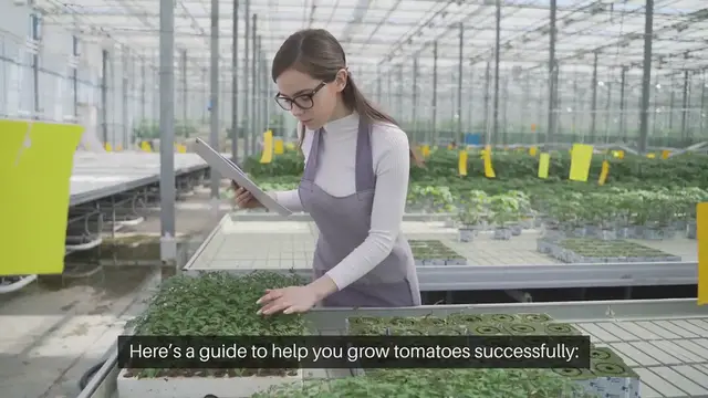 Video thumbnail for How to Grow Tomatoes Successfully