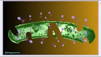 Video thumbnail for Bacteriophage Life Cycle Animation
