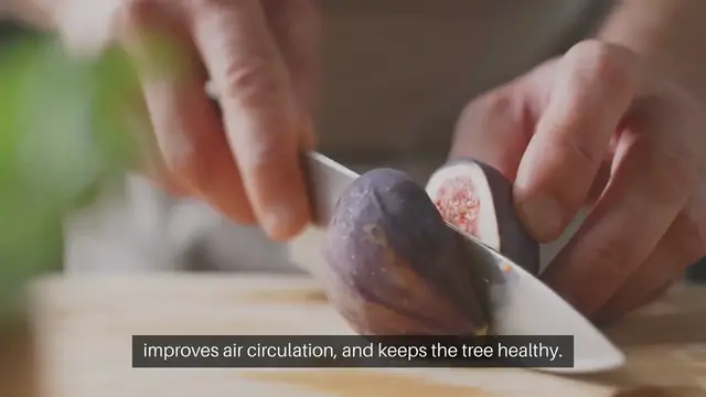 Video thumbnail for How to Prune Fig Trees for BIG Harvests