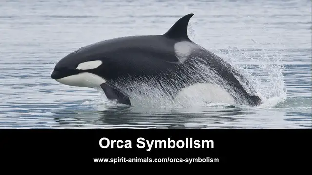 'Video thumbnail for Orca Symbolism'