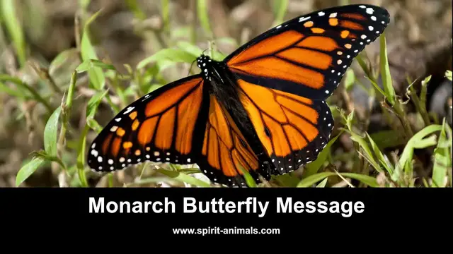 Video thumbnail for Monarch Butterfly Message