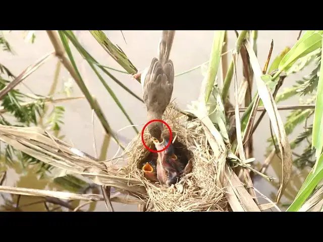 Video thumbnail for Family Meal: Mother Bird and Nestlings Eating  @viralbirdNest