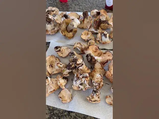 'Video thumbnail for Haul of hedgehogs at around 5k in Gifford Pinchot NF'
